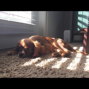 Meet your Posher, Alex